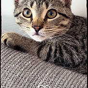 Novalynn is registered to the contest to win money with this photo: animal, cat, close_up, cute, ears, eyes, fabric, feline, gray, indoor, kitten, paw, pet, portrait, resting, striped, tabby, texture, whiskers, young