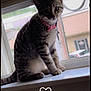 Novalynn joined the competition — help win amazing prizes! animal, cat, collar, curious, cute, daylight, domestic, ears, feline, fur, house, indoor, pet, screen, sitting, tabby, tail, whiskers, window, windowsill