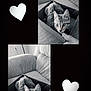 cat, tabby_cat, cardboard_box, couch, finger, indoor, pet, animal, black_and_white, collage, heart_shape, curious, furniture, cozy, cute, striped, domestic_cat, resting, close_up, person_hand