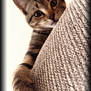 cat, tabby, paw, curious, couch, texture, indoor, pet, animal, closeup, feline, soft_focus, brown, striped, whiskers, ears, claw, cozy, playful, looking