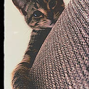Novalynn is registered to the contest to win money with this photo: cat, tabby, curious, close_up, feline, peeking, couch, texture, whiskers, ears, indoor, pet, animal, soft_fur, face, looking, cozy, home, cute, domestic