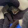 Novalynn joined the competition — help win amazing prizes! animal, blanket, cat, closeup, comfort, cozy, cute, eyes, face, fur, hiding, indoor, nest, pet, resting, sleepy, soft, tabby, warm, whiskers