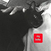 Baby joined the competition — help win amazing prizes! affection, animal, black_and_white, black_cat, cat, close_up, companion, cozy, cute, domestic_animal, feline, human_hand, indoor, monochrome, person, pet, relaxing, resting, shirt, text_overlay
