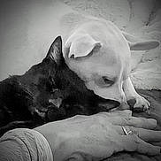Baby joined the competition — help win amazing prizes! animal, black_cat, blanket, close_up, comfort, companion, cozy, domestic, friendship, fur, hand, indoor, monochrome, pet, relaxation, resting, ring, sleepy, snuggling, white_dog