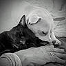 black_cat, light_colored_dog, sleeping_cat, resting_dog, hand, ring, blanket, cozy, snuggling, pet, animal, indoor, black_and_white, close_up, friendship, quiet, calm, soft_texture, domestic_animal, companion