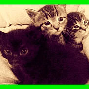 Blackbear joined the competition — help win amazing prizes! cat, kitten, animal, pet, feline, cute, snuggle, sepia, vintage, soft_focus, fur, whiskers, eyes, closeup, indoor, cozy, sleepy, cuddle, neon_border, green