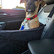 Ziva is registered to the contest to win money with this photo: dog, car, seat, booster_seat, collar, leash, window, sunset, sky, clouds, interior, seatbelt, restraint, pet, travel, road_trip, animal, brown_dog, portrait, calm