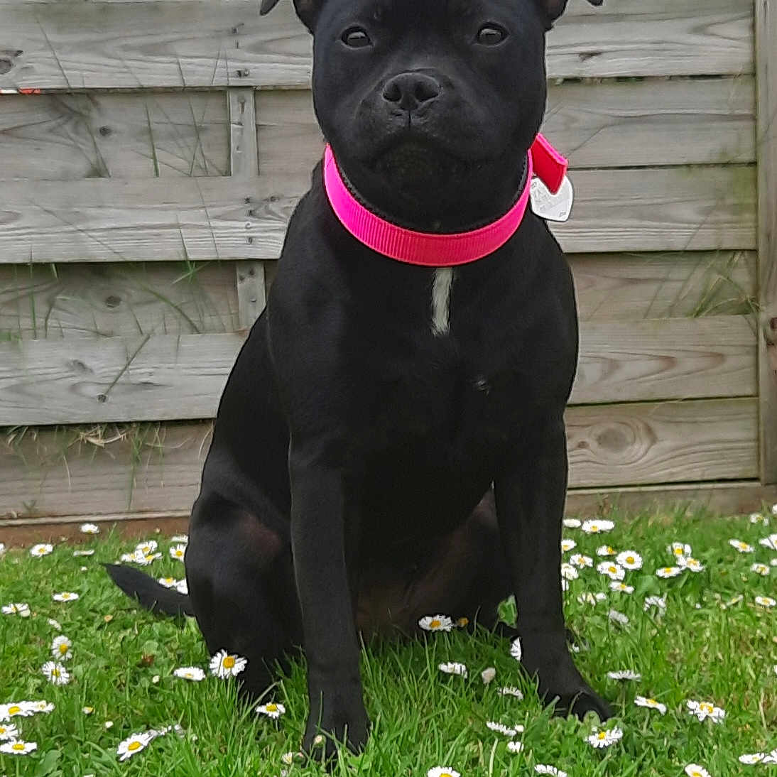 Vayana participe au concours pour gagner de l'argent avec cette photo : animal, backyard, bulldog, canine, daisy, dog, field, flower, grass, grassland, herbal, herbs, labradorretriever, lawn, nature, outdoors, pet, plant, puppy, yard