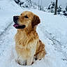 Tao a rejoint le concours — aidez-le/la à gagner de superbes lots ! dog, golden_retriever, snow, winter, animal, outdoor, pet, canine, fur, tongue, nature, cold, landscape, trees, blurred_background, sitting, mammal, cute, friendly, wet_fur