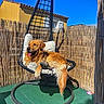 Tao participe au concours pour gagner de l'argent avec cette photo : dog, golden_retriever, hanging_chair, outdoor, sunny, blue_sky, toy, relaxed, pet, fence, green_floor, cushion, tongue_out, shadow, daylight, house, window, leisure, animal, comfort