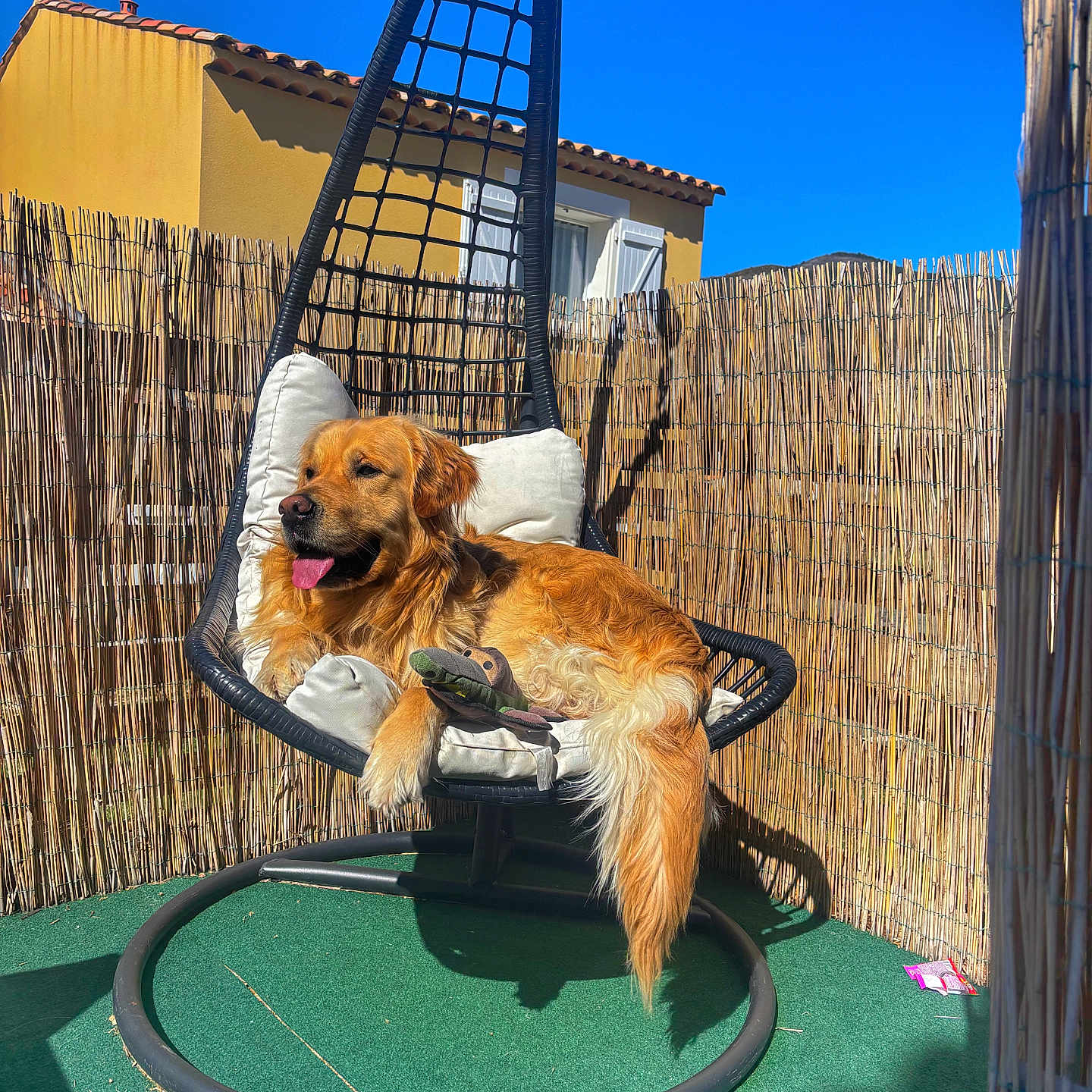 Tao participe au concours pour gagner de l'argent avec cette photo : dog, golden_retriever, hanging_chair, outdoor, sunny, blue_sky, toy, relaxed, pet, fence, green_floor, cushion, tongue_out, shadow, daylight, house, window, leisure, animal, comfort