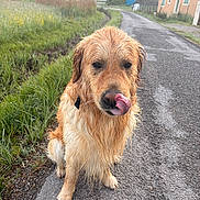 Tao participe au concours pour gagner de l'argent avec cette photo : dog, golden_retriever, wet_fur, licking_nose, road, grass, wildflowers, rural, house, building, mountain, nature, outdoor, animal, pet, canine, portrait, cute, farm, country