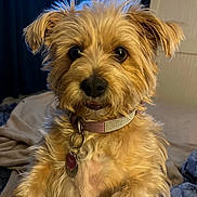Spiffy Joy joined the competition — help win amazing prizes! animal, bed, blanket, brown, canine, closeup, collar, cozy, cute, dog, domestic, ears, eyes, fluffy, fur, indoor, nose, pet, portrait, room