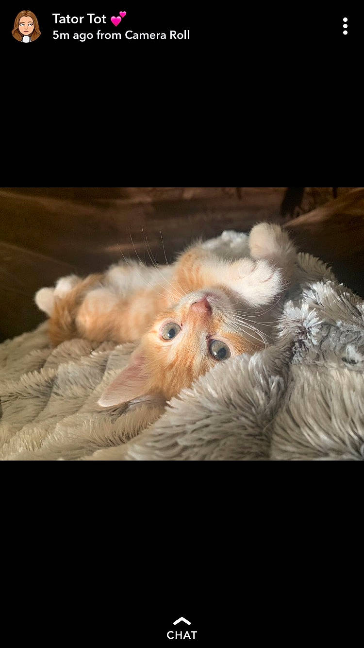 Wren is registered to the contest to win money with this photo: ball, canidae, carnivore, cat, companion_dog, darkness, dog_breed, fawn, feather, felidae, fur, paw, small_to_medium_sized_cats, sporting_group, sports_equipment, tail, terrestrial_animal, toy, whiskers