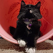 Wednesday is registered to the contest to win money with this photo: cat, black_and_white_cat, pet, indoor, pink_bucket, curious, whiskers, paws, feline, collar, bell, close_up, carpet, playful, animal, cute, fur, relaxed, resting, domestic_cat