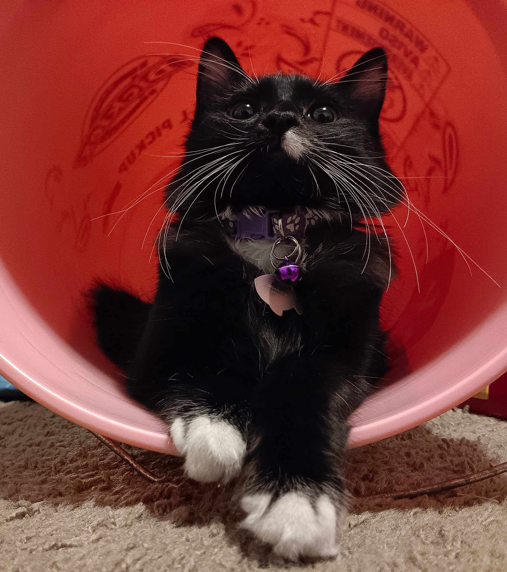 Wednesday is registered to the contest to win money with this photo: cat, black_and_white_cat, pet, indoor, pink_bucket, curious, whiskers, paws, feline, collar, bell, close_up, carpet, playful, animal, cute, fur, relaxed, resting, domestic_cat