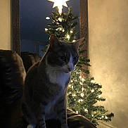 Gizmo joined the competition — help win amazing prizes! animal, background, cat, christmas_tree, couch, cozy, decorations, domestic_cat, festive, furniture, holiday_decor, home, indoor, lights, living_room, night, pet, seated, tree_star, warm_lighting