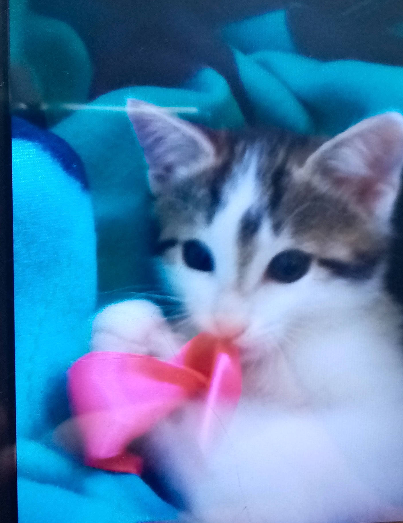 Muxu participe au concours pour gagner de l'argent avec cette photo : carnivore, cat, comfort, display_device, domestic_short_haired_cat, electric_blue, felidae, fur, magenta, nap, organism, paw, photo_caption, plant, small_to_medium_sized_cats, snout, tail, whiskers