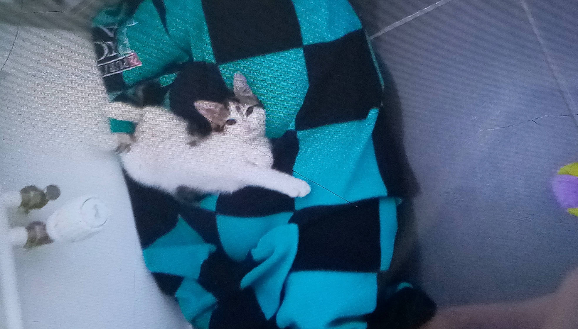 Muxu a rejoint le concours — aidez-le/la à gagner de superbes lots ! aqua, canidae, carnivore, cat, comfort, companion_dog, dog_breed, electric_blue, felidae, formal_wear, fur, linens, pattern, sleeve, small_to_medium_sized_cats, sporting_group, t_shirt, tail, textile, whiskers