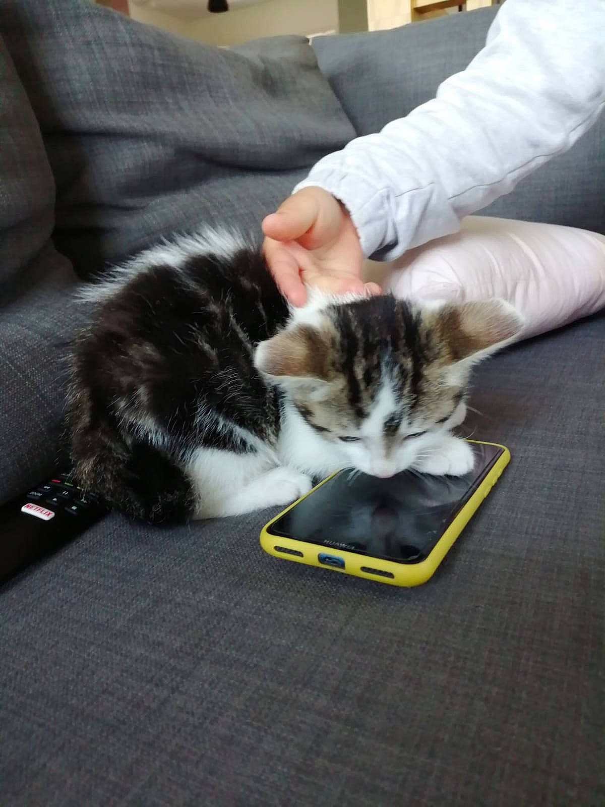 Muxu a rejoint le concours — aidez-le/la à gagner de superbes lots ! carnivore, cat, claw, clock, comfort, couch, domestic_short_haired_cat, felidae, fur, human_leg, lap, mammal, paw, publication, sitting, small_to_medium_sized_cats, tail, vertebrate, whiskers