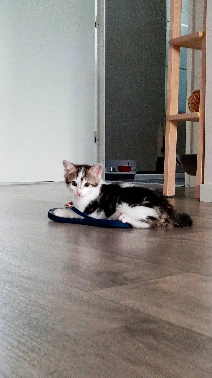 Muxu a rejoint le concours — aidez-le/la à gagner de superbes lots ! ball, carnivore, cat, comfort, dog_breed, domestic_short_haired_cat, felidae, floor, flooring, fur, grey, hardwood, laminate_flooring, paw, room, small_to_medium_sized_cats, tail, whiskers, wood, wood_flooring