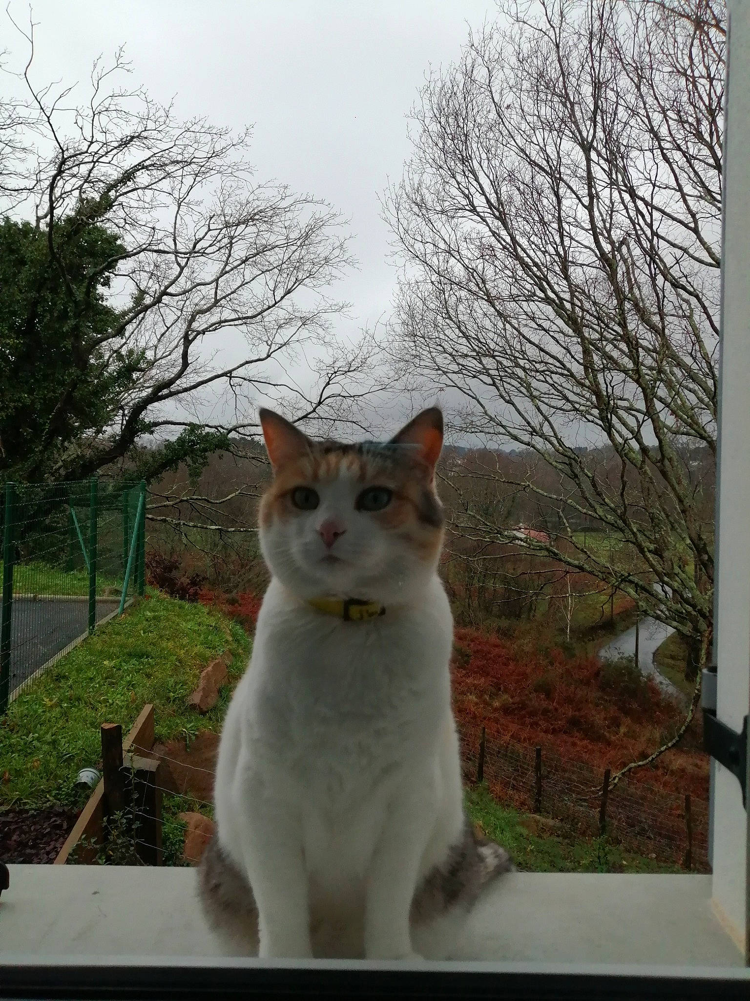 Mia participe au concours pour gagner de l'argent avec cette photo : art, carnivore, cat, cloud, domestic_short_haired_cat, eye, fawn, felidae, fur, grass, metal, paw, plant, road_surface, sky, small_to_medium_sized_cats, tail, tree, whiskers, window