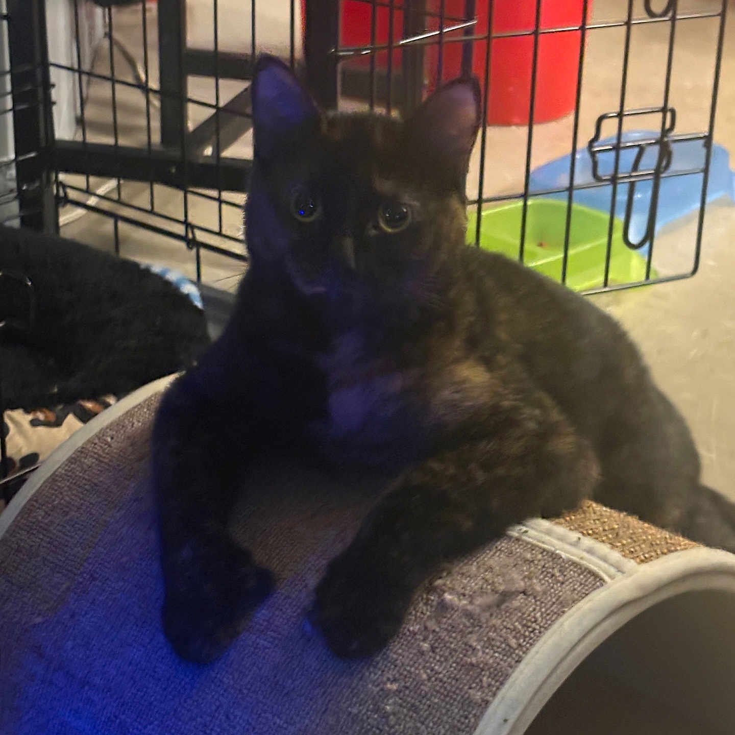 Luna is registered to the contest to win money with this photo: animal, blue_light, cage, cat, cozy, curved_surface, domestic, ears, feline, floor, fur, indoor, pet, pet_bowls, relaxed, resting, scratching_post, shadow, tortoiseshell_cat, whiskers