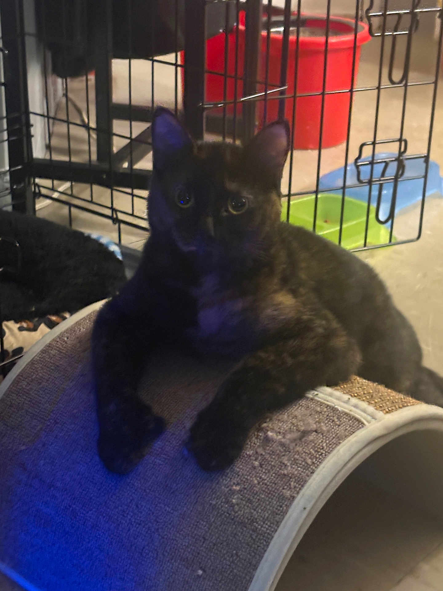 Luna is registered to the contest to win money with this photo: cat, tortoiseshell_cat, scratching_post, pet_bowls, cage, indoor, animal, feline, resting, curved_surface, floor, pet, domestic, cozy, blue_light, shadow, relaxed, fur, whiskers, ears