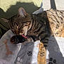 Isis a rejoint le concours — aidez-le/la à gagner de superbes lots ! cat, tabby, tongue, paw, sunlight, blanket, paw_prints, bone_pattern, feline, pet, relaxing, indoor, striped, sleepy, cozy, animal, whiskers, fur, shadow, resting