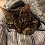 cat, tabby, pet, animal, cozy, blanket, bed, indoor, curious, resting, feline, cute, soft, striped, ears, paw, comfort, domestic, sleepy, warm