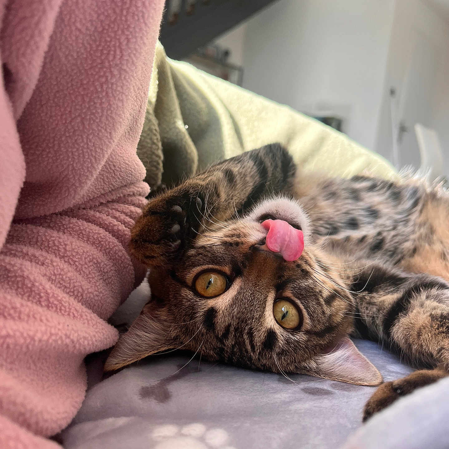 Isis participe au concours pour gagner de l'argent avec cette photo : animal, blanket, cat, closeup, cozy, cute, ears, eyes, fleece, fur, indoor, lying_down, paw_print, pet, playful, relaxed, soft_texture, tabby_cat, tongue_out, whiskers