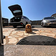 Néo a rejoint le concours — aidez-le/la à gagner de superbes lots ! dog, brown_dog, outdoor, driveway, car, white_car, silver_car, open_trunk, sunlight, blue_sky, stone_pavement, pet, animal, daytime, parking, vehicle, house, quiet, relaxing, fluffy