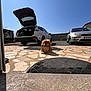 dog, brown_dog, outdoor, driveway, car, white_car, silver_car, open_trunk, sunlight, blue_sky, stone_pavement, pet, animal, daytime, parking, vehicle, house, quiet, relaxing, fluffy