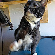 Meep is registered to the contest to win money with this photo: cat, tuxedo_cat, black_and_white, pet, indoor, whiskers, collar, paw, curious, playful, feline, close_up, sitting, looking_up, blue_surface, wooden_shelf, household_items, domestic_animal, fur, cute