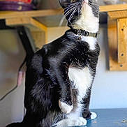 Meep is registered to the contest to win money with this photo: cat, tuxedo_cat, black_and_white, sitting, indoor, feline, whiskers, collar, curious, pet, domestic_animal, fur, table, shelf, wood, closeup, animal, looking_up, paw, cute