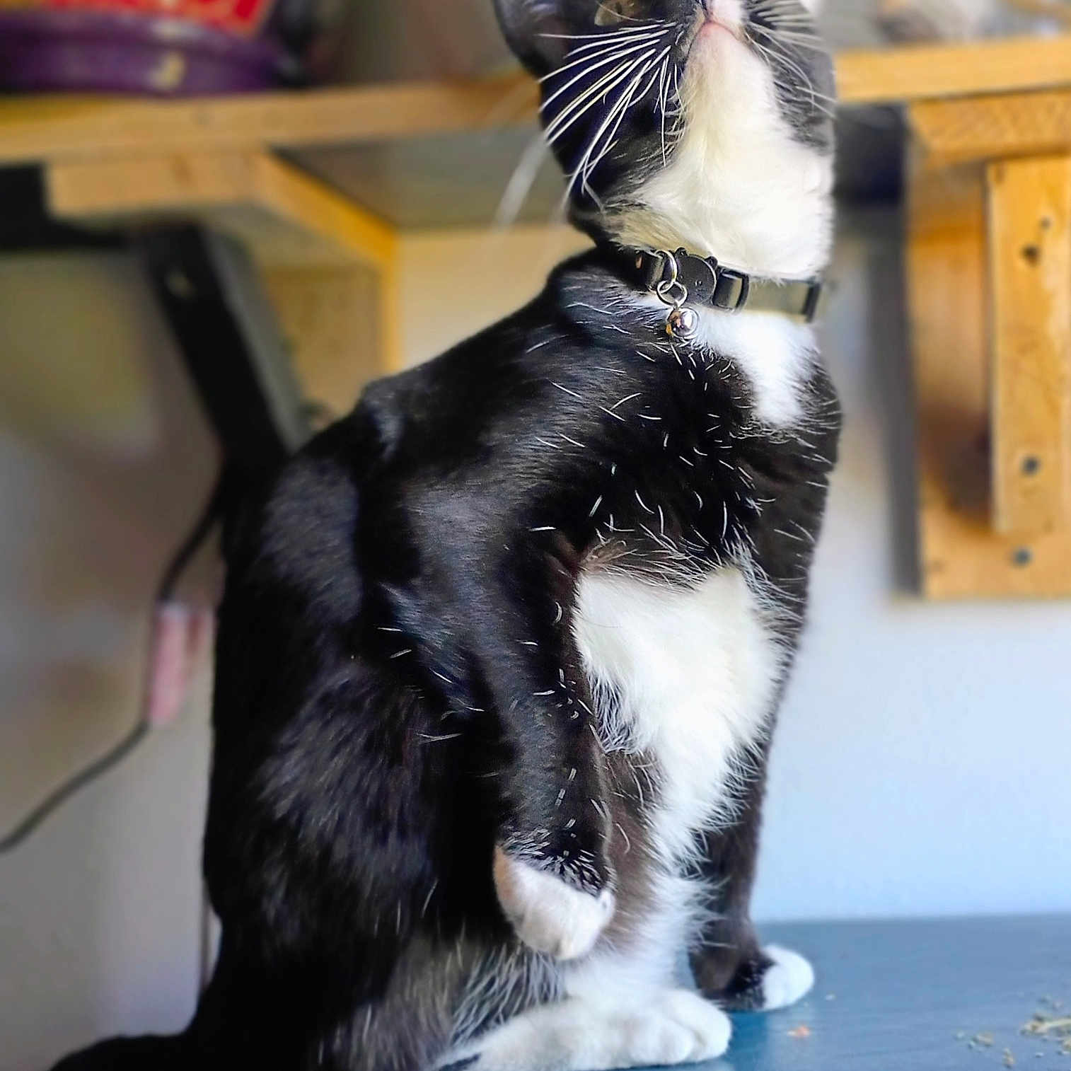 Meep is registered to the contest to win money with this photo: cat, tuxedo_cat, black_and_white, sitting, indoor, feline, whiskers, collar, curious, pet, domestic_animal, fur, table, shelf, wood, closeup, animal, looking_up, paw, cute
