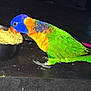 Wiki participe au concours pour gagner de l'argent avec cette photo :