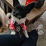 dog, black_and_white, large_ears, bandana, pink_dress, indoor, wooden_table, carpet, person, sneakers, pet, cute, curious, animal, lap, furniture, cozy, living_room, decor, small_dog