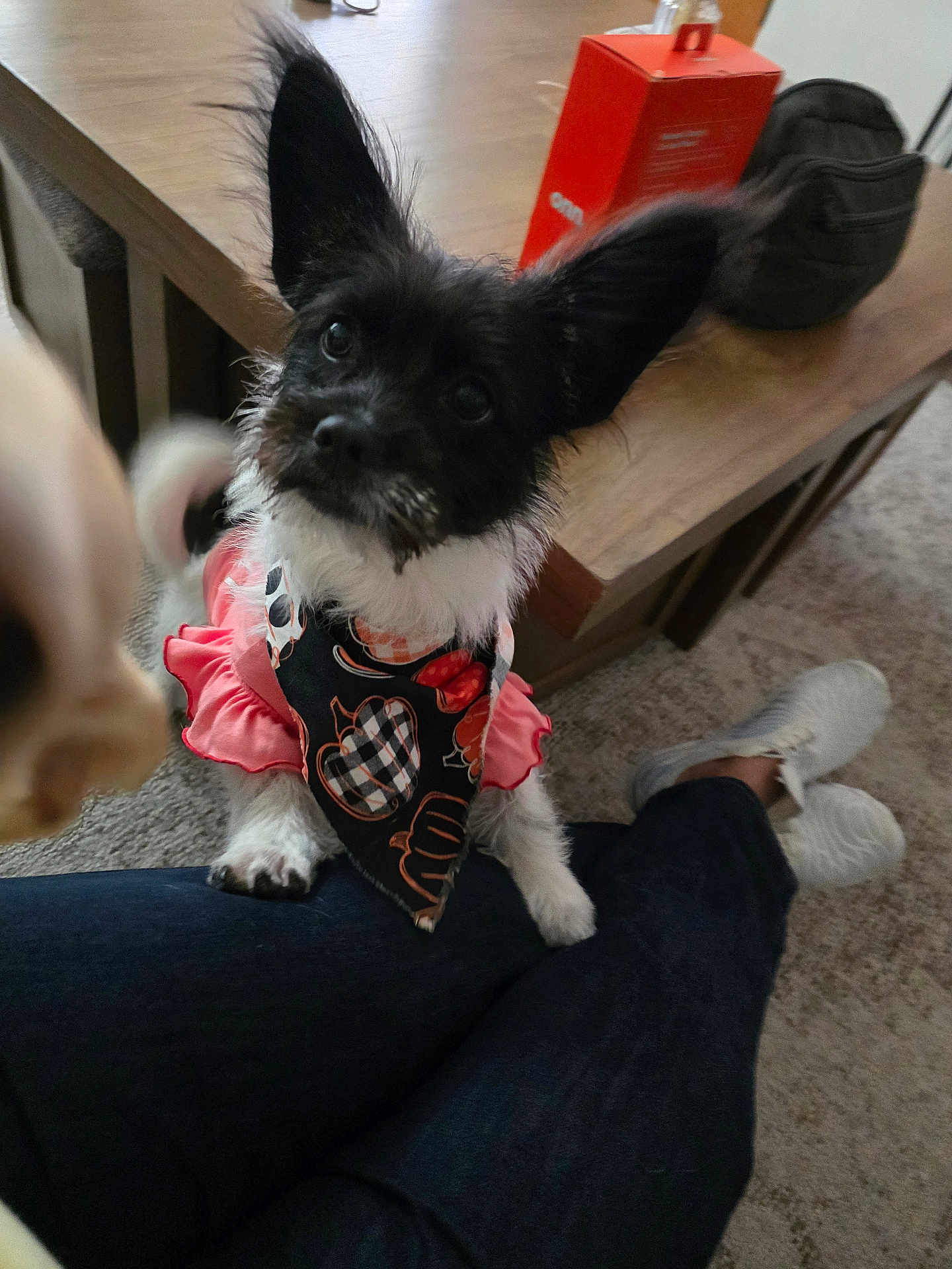 Chica joined the competition — help win amazing prizes! dog, black_and_white, large_ears, bandana, pink_dress, indoor, wooden_table, carpet, person, sneakers, pet, cute, curious, animal, lap, furniture, cozy, living_room, decor, small_dog