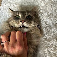 Springford is registered to the contest to win money with this photo: cat, feline, pet, green_eyes, whiskers, long_fur, fluffy, paw, hand, human_hand, ring, engagement_ring, pink_nail_polish, white_rug, shag_rug, close_up, portrait, surprised_expression, teeth, indoor