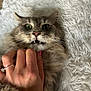 cat, feline, pet, green_eyes, whiskers, long_fur, fluffy, paw, hand, human_hand, ring, engagement_ring, pink_nail_polish, white_rug, shag_rug, close_up, portrait, surprised_expression, teeth, indoor