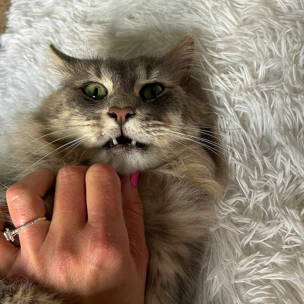Springford is registered to the contest to win money with this photo: cat, close_up, engagement_ring, feline, fluffy, green_eyes, hand, human_hand, indoor, long_fur, paw, pet, pink_nail_polish, portrait, ring, shag_rug, surprised_expression, teeth, whiskers, white_rug