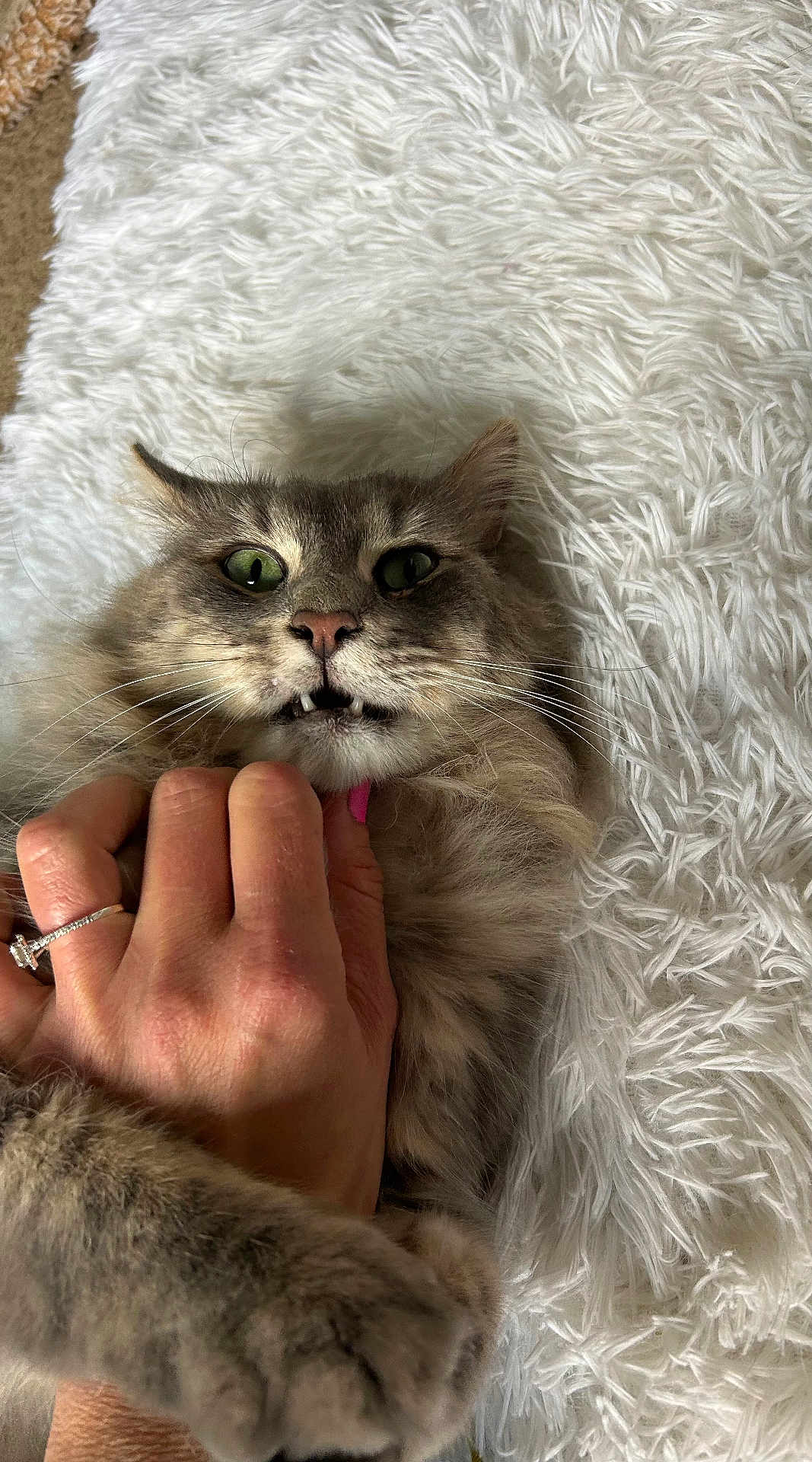 Springford is registered to the contest to win money with this photo: cat, feline, pet, green_eyes, whiskers, long_fur, fluffy, paw, hand, human_hand, ring, engagement_ring, pink_nail_polish, white_rug, shag_rug, close_up, portrait, surprised_expression, teeth, indoor