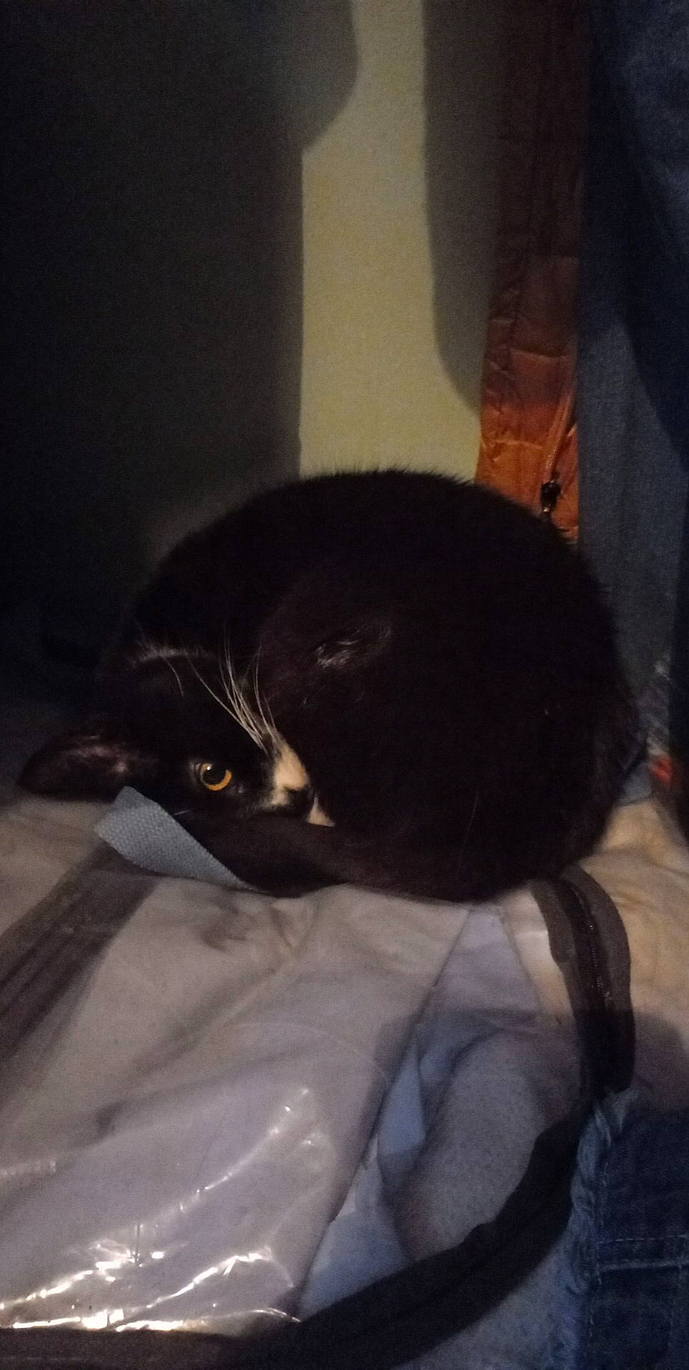 Marguerite participe au concours pour gagner de l'argent avec cette photo : black_cat, bombay, carnivore, cat, cloud, comfort, darkness, domestic_short_haired_cat, felidae, fur, linens, shadow, sitting, sleeve, small_to_medium_sized_cats, snout, tail, terrestrial_animal, tints_and_shades, whiskers