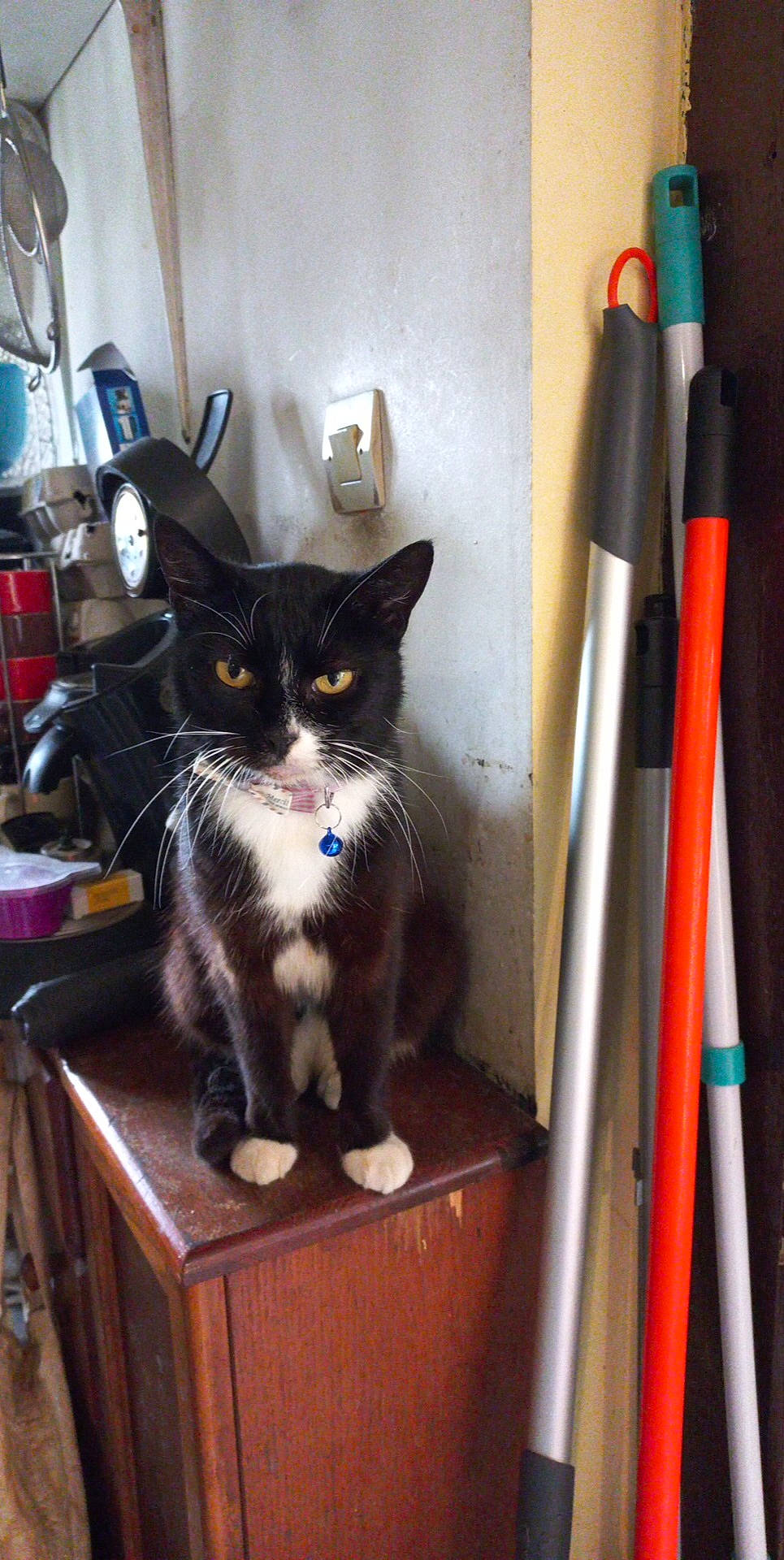 Marguerite a rejoint le concours — aidez-le/la à gagner de superbes lots ! carnivore, cat, cat_supply, cleanliness, domestic_short_haired_cat, felidae, fur, major_appliance, office_instrument, office_supplies, pen, pet_supply, room, shelf, small_to_medium_sized_cats, stationery, table, tail, whiskers, writing_implement