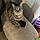 Nala