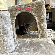 Nala is registered to the contest to win money with this photo: kitten, cat, cat_condo, plush, soft_texture, pet, animal, indoor, furniture, home, cute, small, cozy, curious, feline, young, resting, tabby, gray, text_overlay