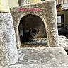 kitten, cat, cat_condo, plush, soft_texture, pet, animal, indoor, furniture, home, cute, small, cozy, curious, feline, young, resting, tabby, gray, text_overlay
