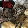 Nala joined the competition — help win amazing prizes! kitten, tabby, cat, baby_animal, feline, pet, cute, cozy, blanket, soft, indoor, resting, young, fur, paw, striped, animal, small, comfort, sleepy