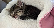 Nala is registered to the contest to win money with this photo: kitten, cat, sleeping, tabby, fur, blanket, cozy, cute, pet, animal, indoors, resting, soft, furry, young, warm, comfort, closeup, snuggled, peaceful